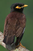 Common Myna