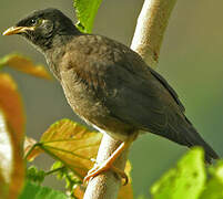 Common Myna