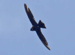 White-collared Swift