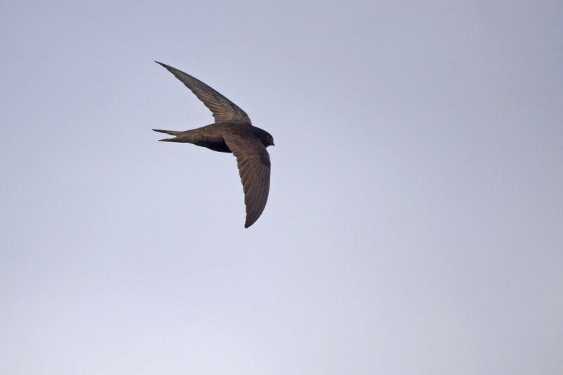 Common Swift