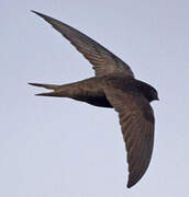 Common Swift