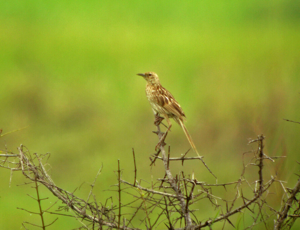 Striated Grassbird