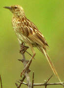 Striated Grassbird