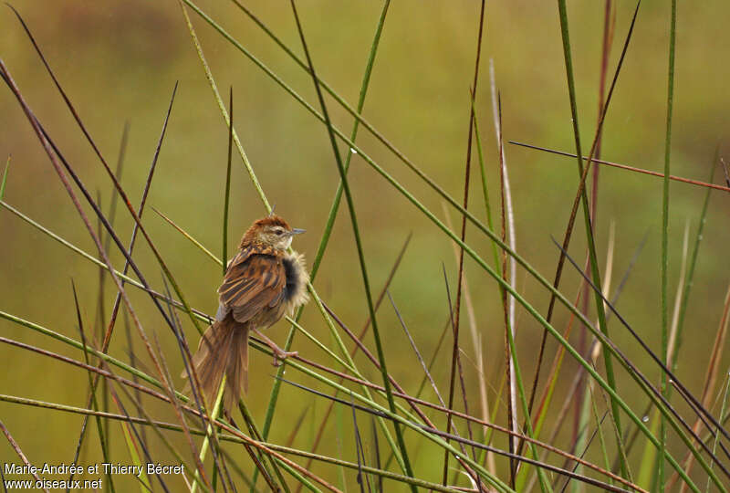 Tawny Grassbirdadult, identification