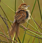 Tawny Grassbird