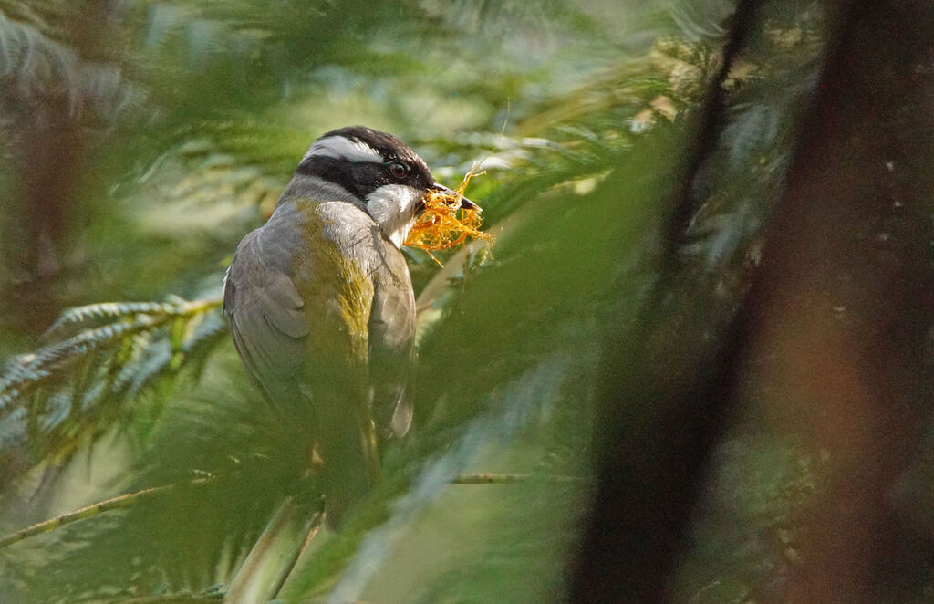 Strong-billed Honeyeater