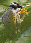 Strong-billed Honeyeater