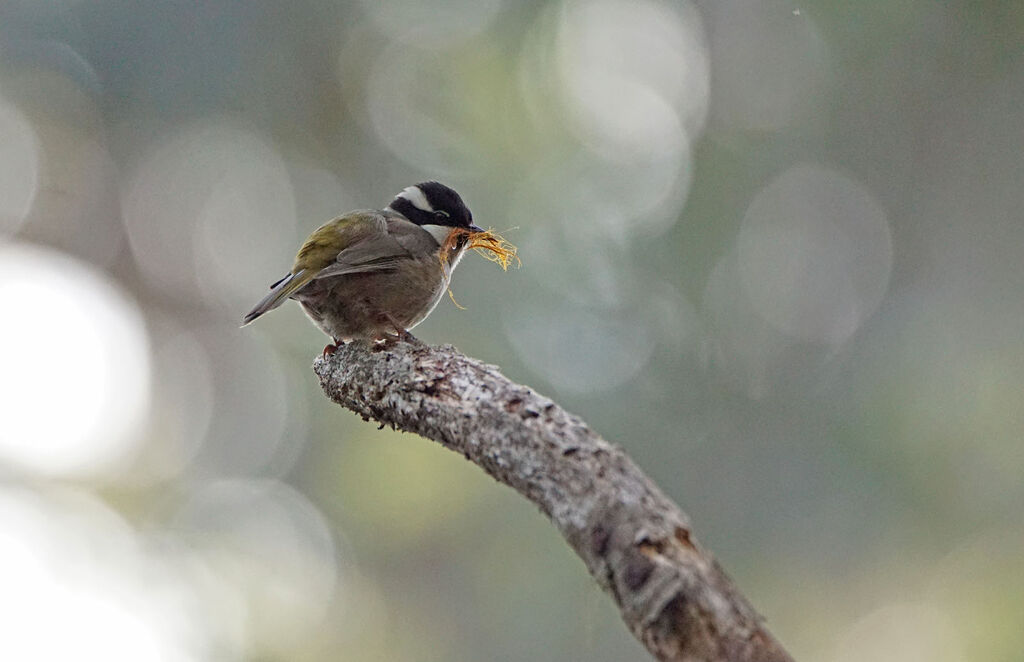 Strong-billed Honeyeater