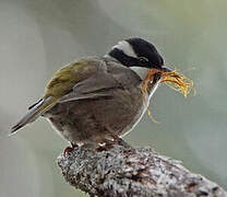 Strong-billed Honeyeater