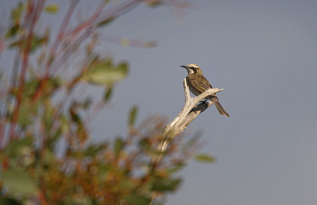 Tawny-crowned Honeyeater