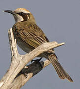 Tawny-crowned Honeyeater