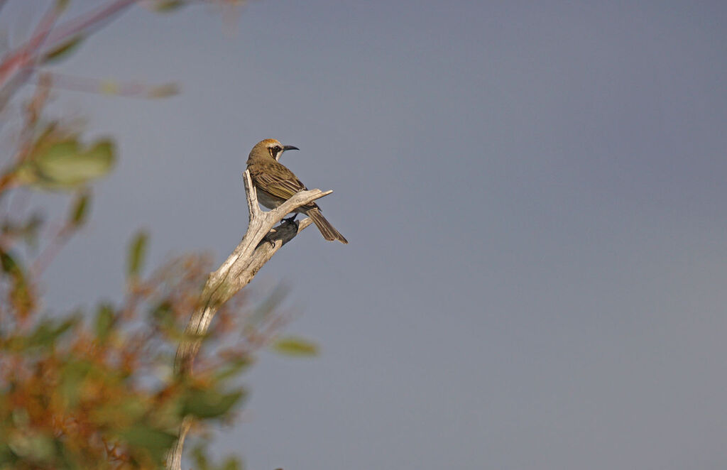 Tawny-crowned Honeyeater