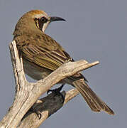 Tawny-crowned Honeyeater