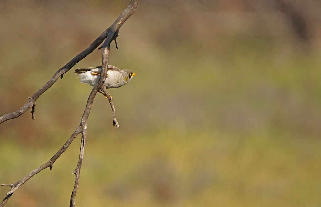 Méliphage à cou jaune