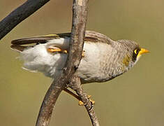 Yellow-throated Miner