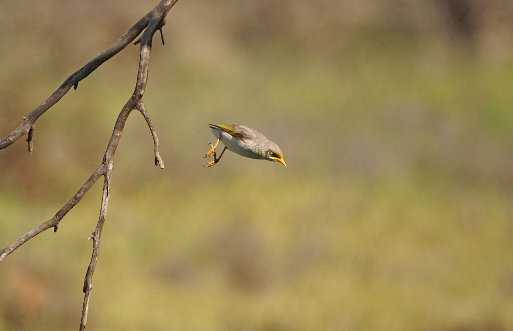 Méliphage à cou jaune