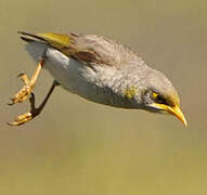 Yellow-throated Miner