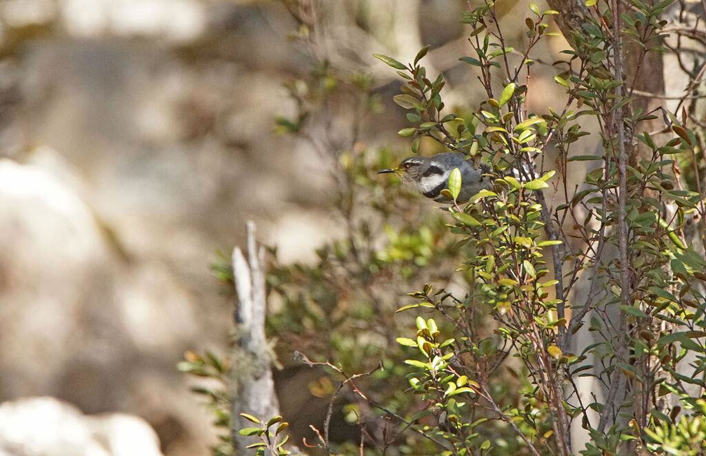 Crescent Honeyeater