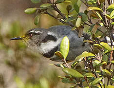 Crescent Honeyeater