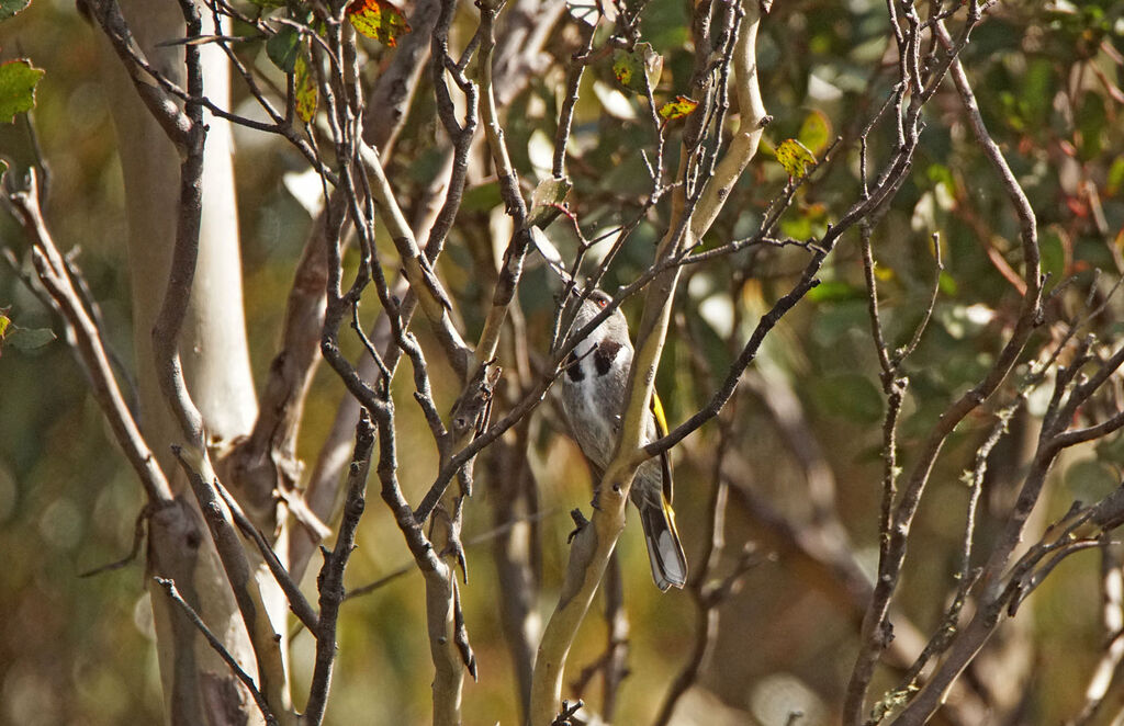 Crescent Honeyeater