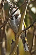 Crescent Honeyeater