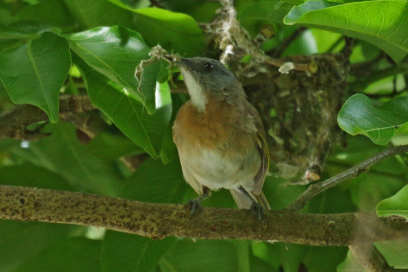 Rufous-banded Honeyeater