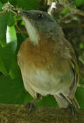 Rufous-banded Honeyeater