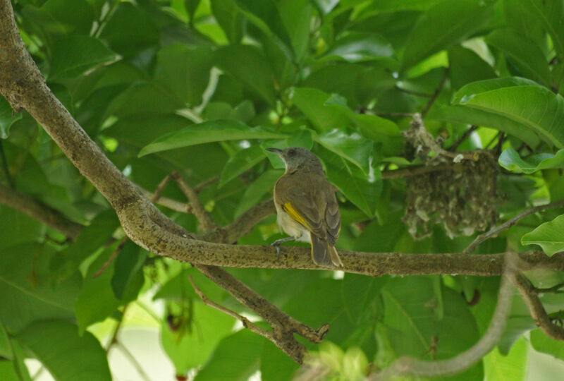 Rufous-banded Honeyeater