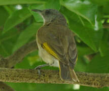 Rufous-banded Honeyeater