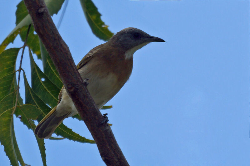 Rufous-banded Honeyeater