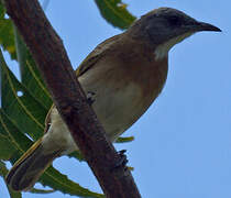 Rufous-banded Honeyeater