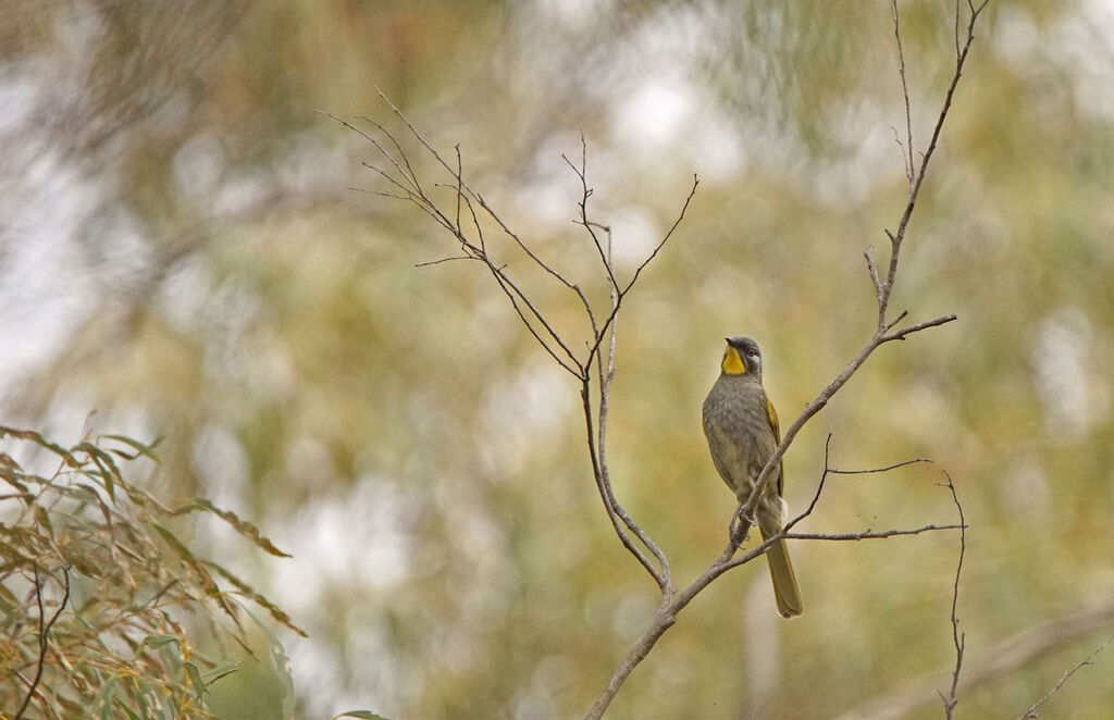 Yellow-throated Honeyeater
