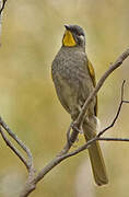 Yellow-throated Honeyeater