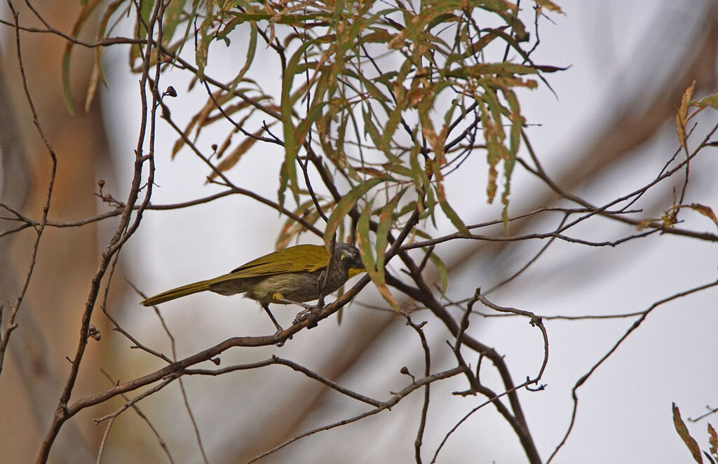 Yellow-throated Honeyeater