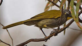 Yellow-throated Honeyeater