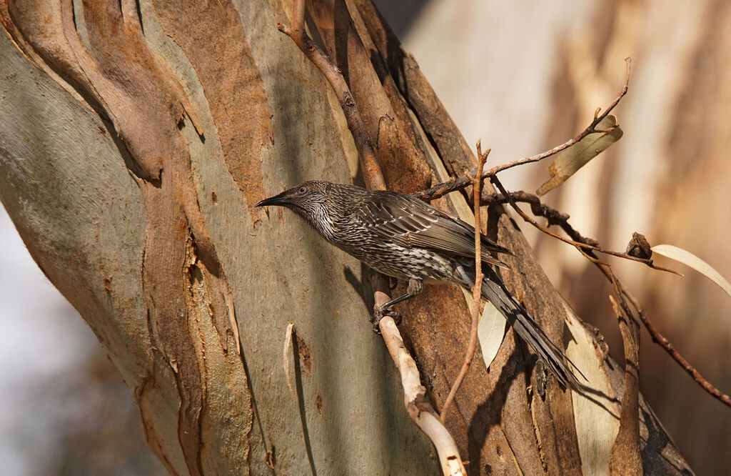 Little Wattlebird