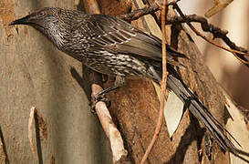 Little Wattlebird