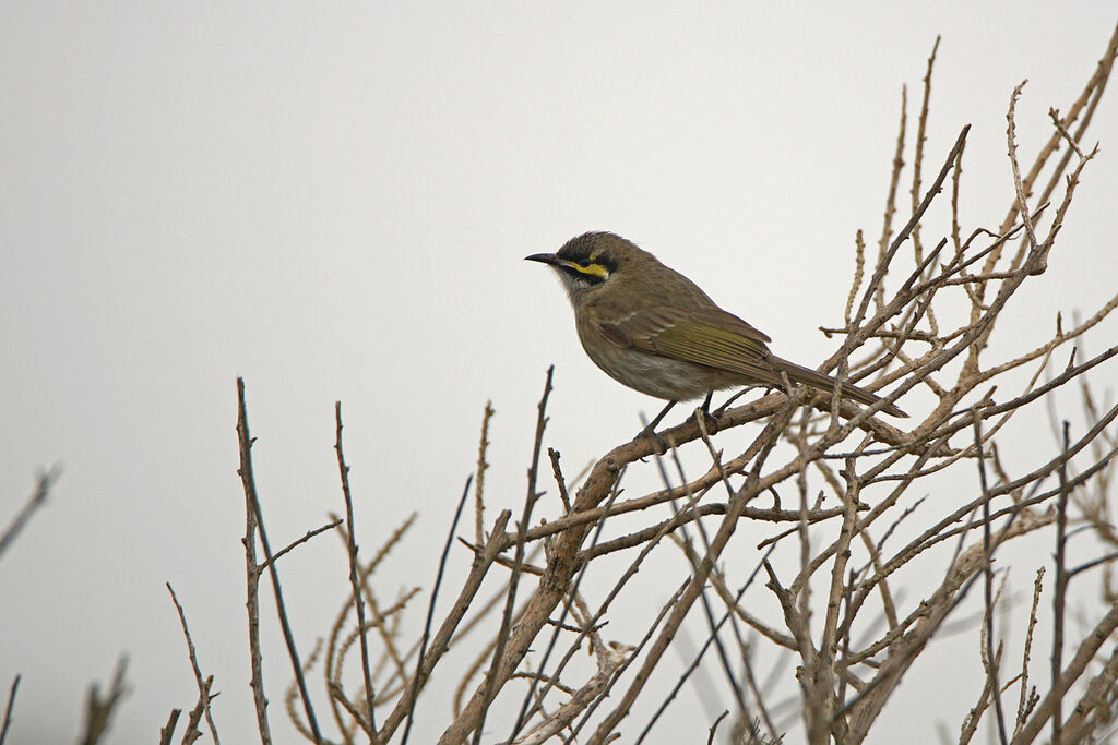 Yellow-faced Honeyeater