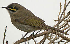 Yellow-faced Honeyeater