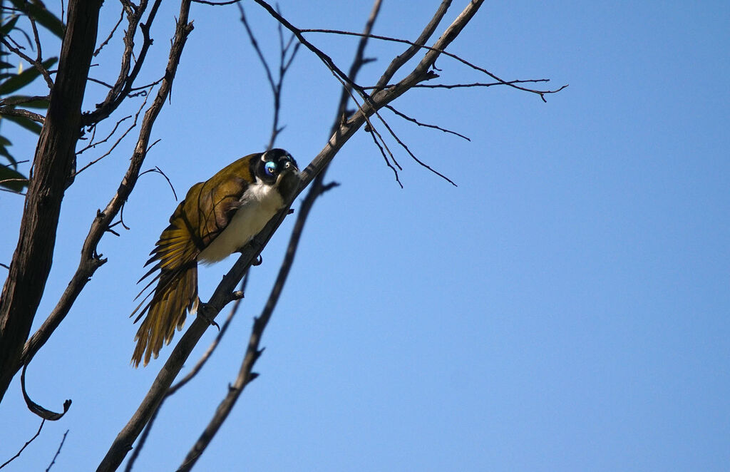 Blue-faced Honeyeater