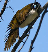 Blue-faced Honeyeater