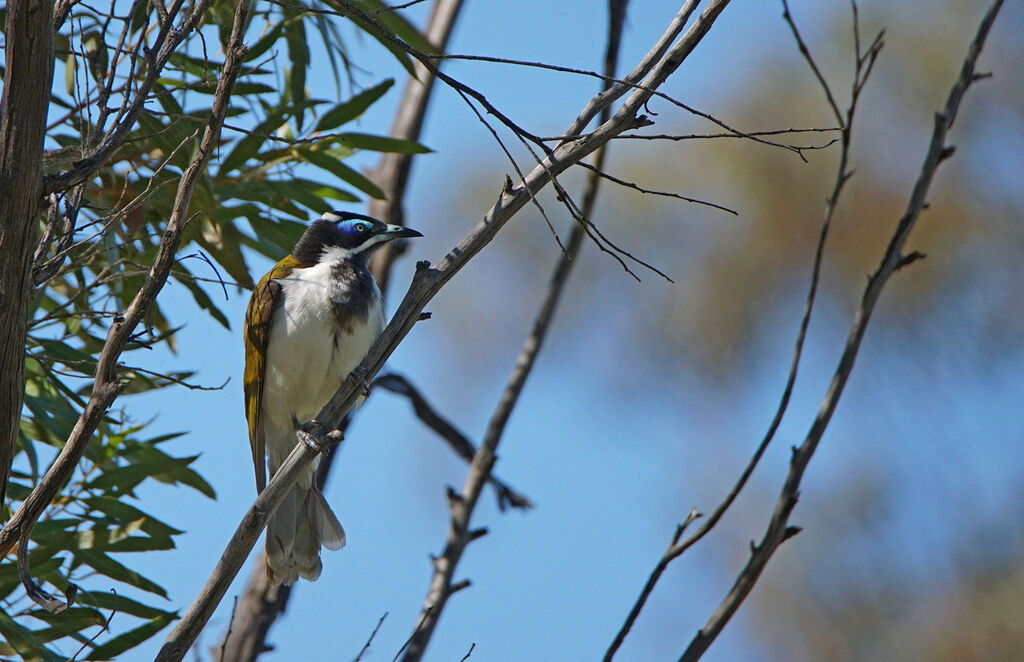 Blue-faced Honeyeater