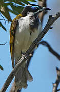 Blue-faced Honeyeater