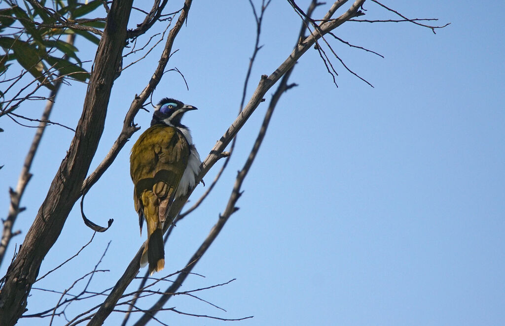 Blue-faced Honeyeater