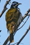 Blue-faced Honeyeater