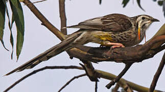 Yellow Wattlebird