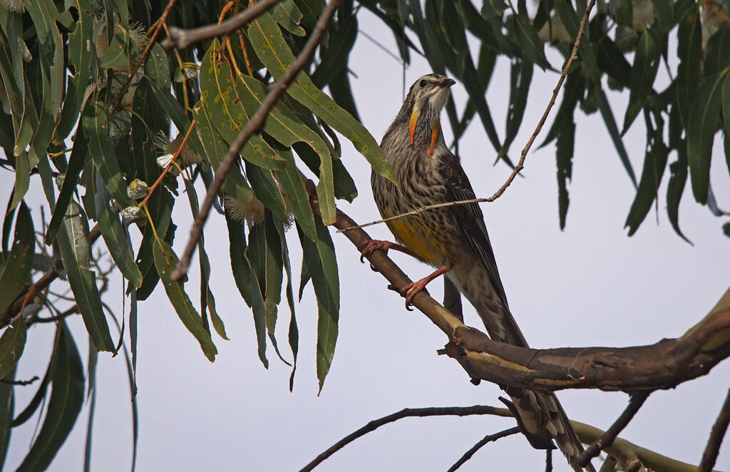 Yellow Wattlebird