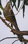 Yellow Wattlebird