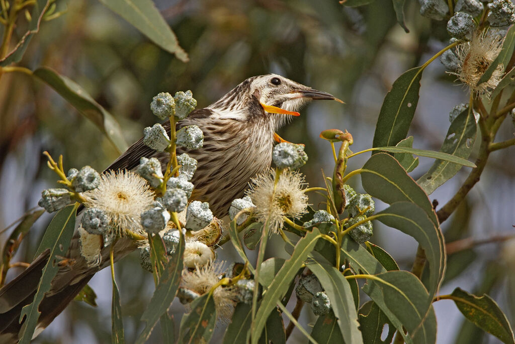 Yellow Wattlebird