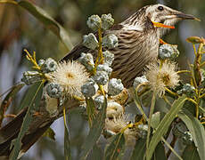 Yellow Wattlebird